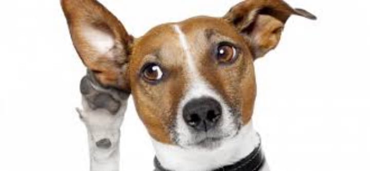 Corporate Attitudes: When Speak Up Means Keep Quiet
