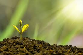 Building an ESG Structure and Program (Part II of III)
